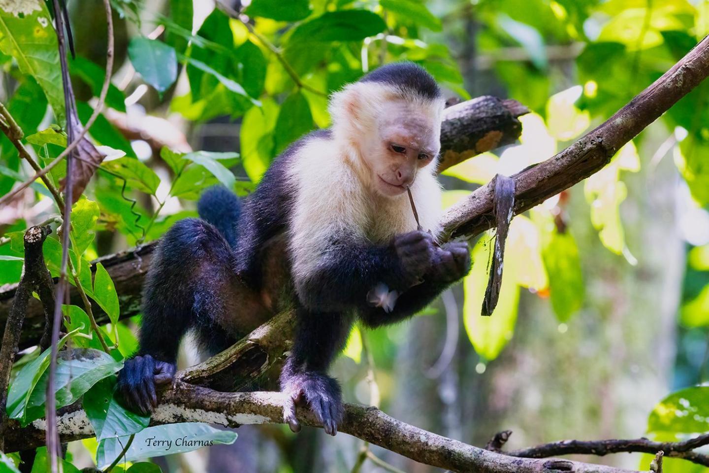 Wildlife Lodge Cahuita Dış mekan fotoğraf