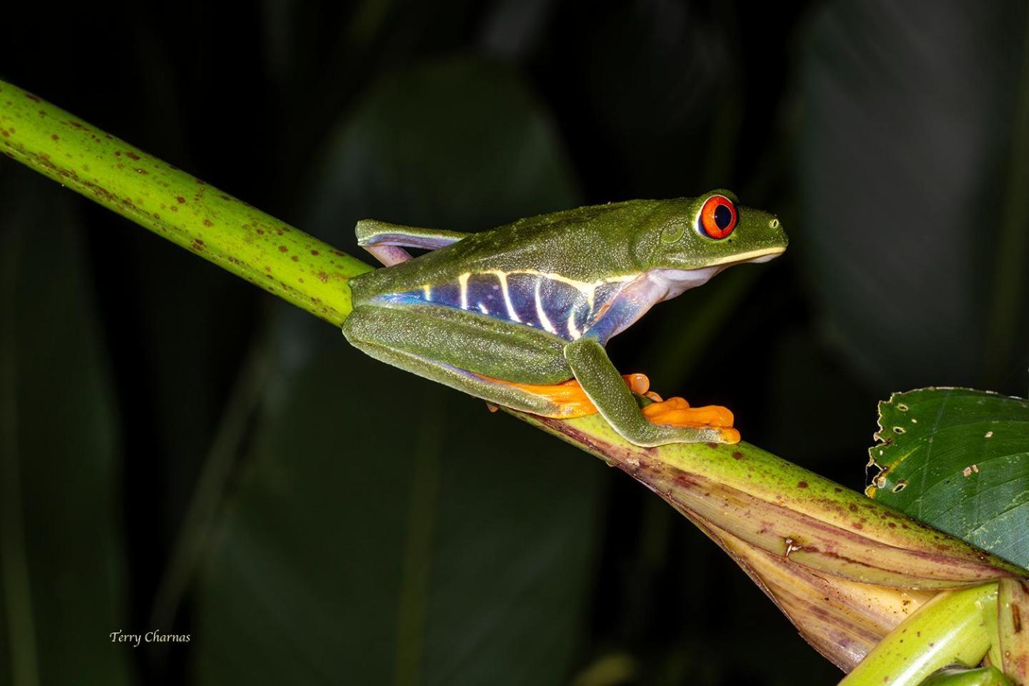 Wildlife Lodge Cahuita Dış mekan fotoğraf