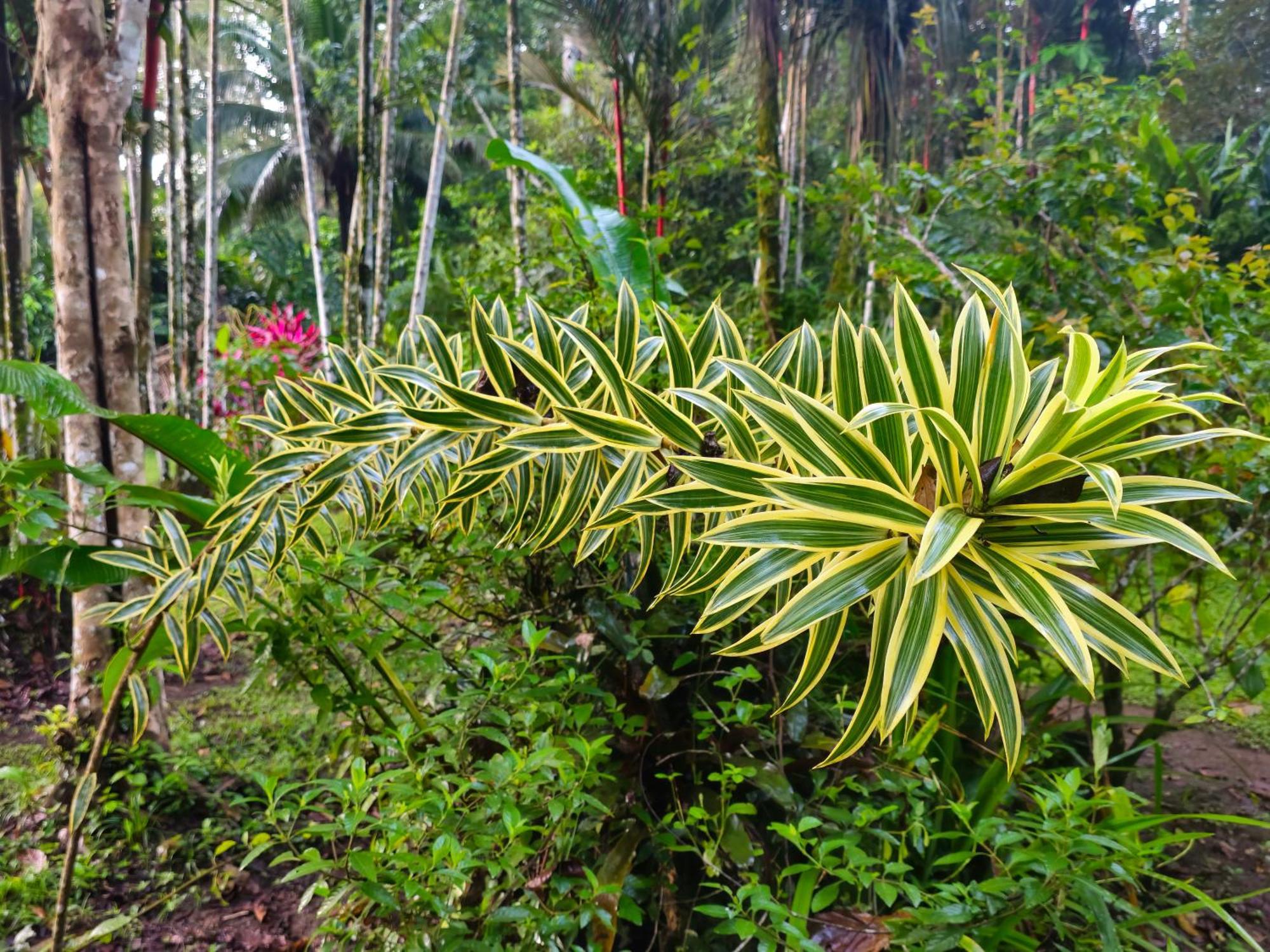 Wildlife Lodge Cahuita Dış mekan fotoğraf