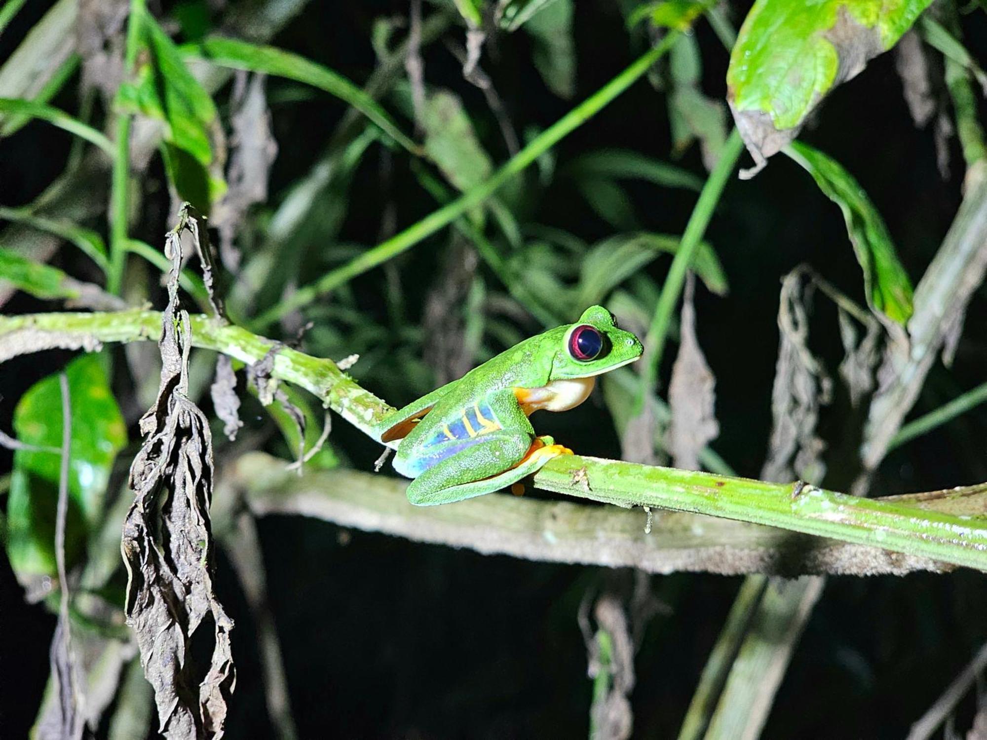 Wildlife Lodge Cahuita Dış mekan fotoğraf