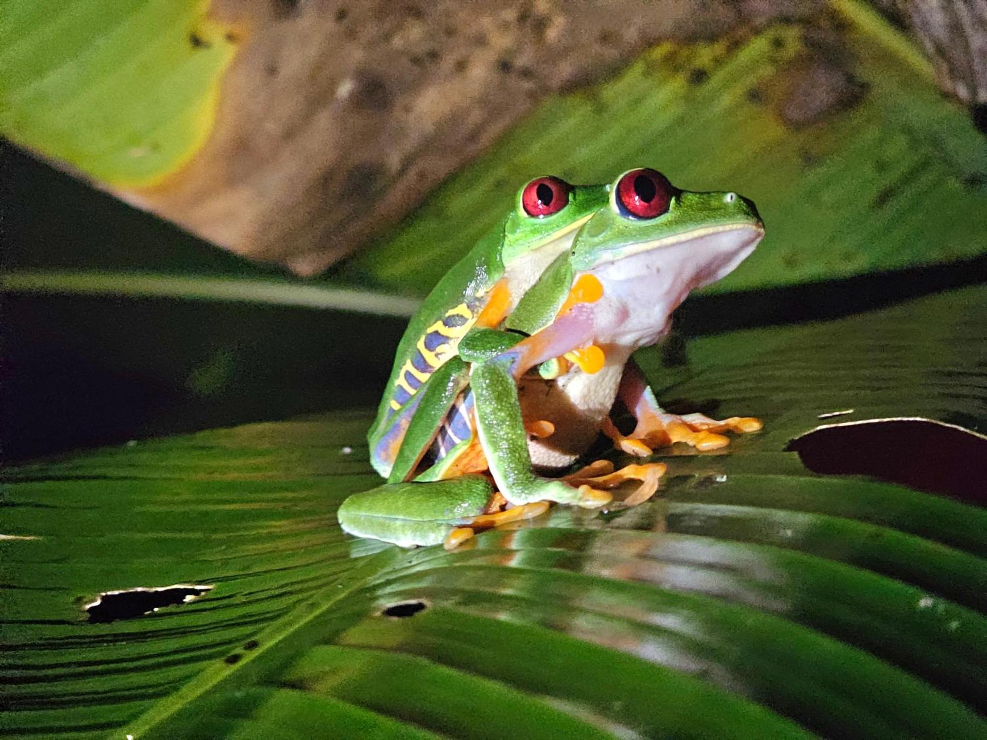 Wildlife Lodge Cahuita Dış mekan fotoğraf
