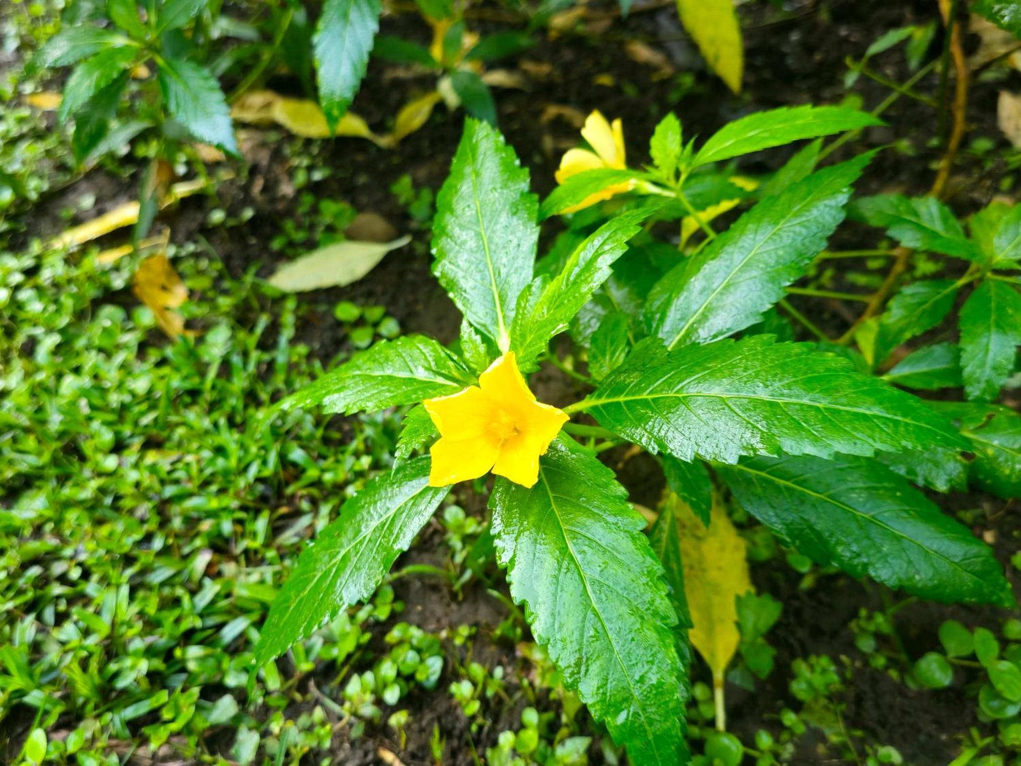 Wildlife Lodge Cahuita Dış mekan fotoğraf