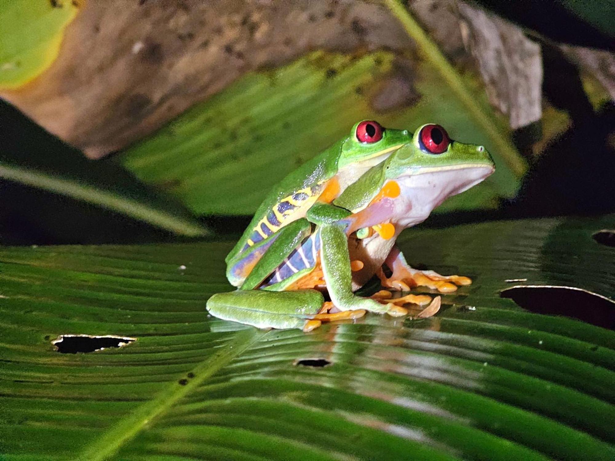 Wildlife Lodge Cahuita Dış mekan fotoğraf