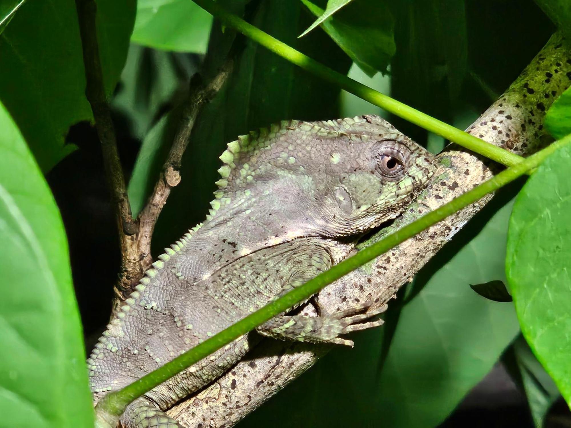 Wildlife Lodge Cahuita Dış mekan fotoğraf