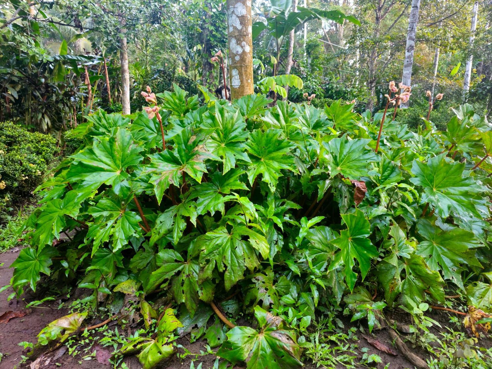 Wildlife Lodge Cahuita Dış mekan fotoğraf
