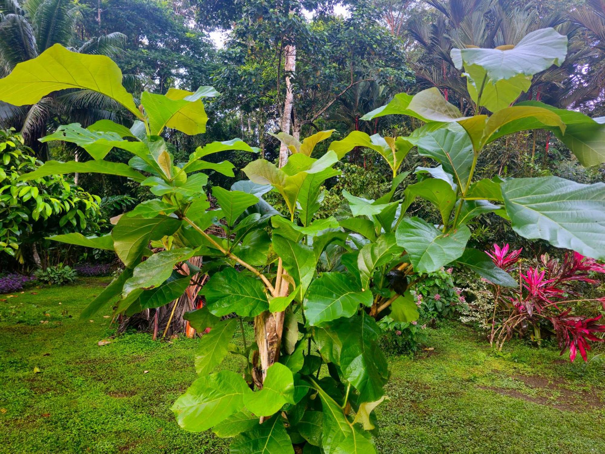 Wildlife Lodge Cahuita Dış mekan fotoğraf