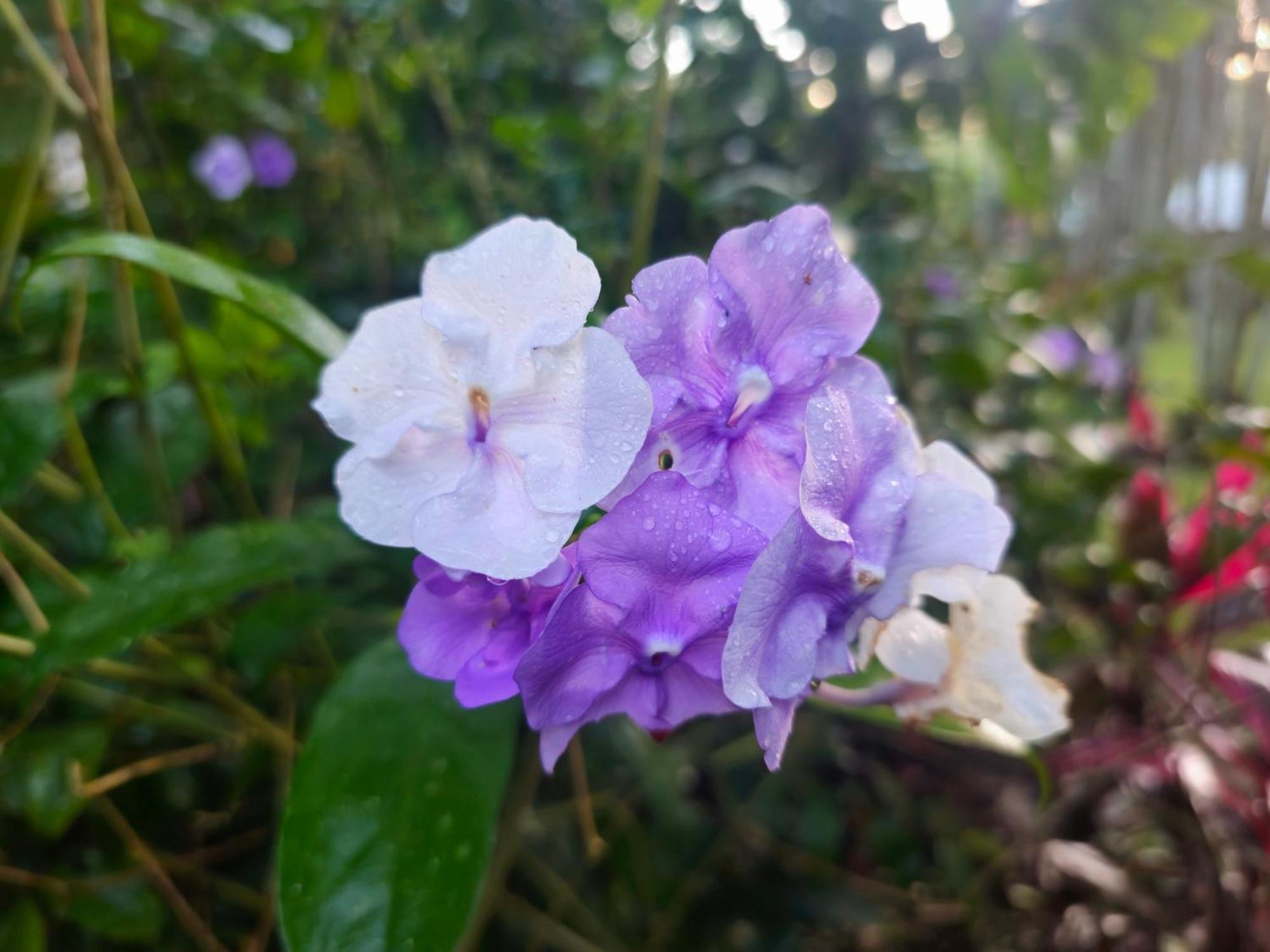 Wildlife Lodge Cahuita Dış mekan fotoğraf