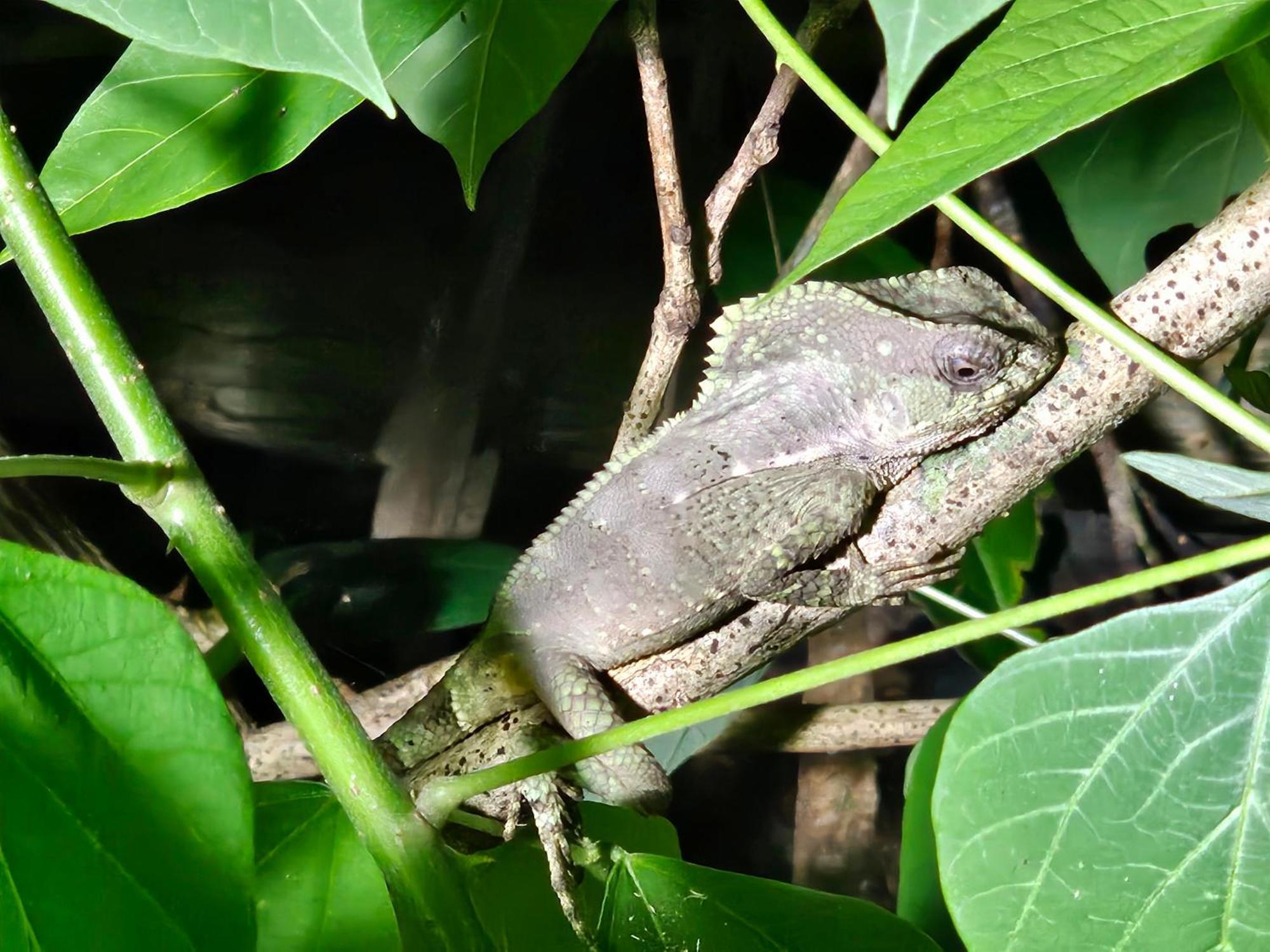 Wildlife Lodge Cahuita Dış mekan fotoğraf